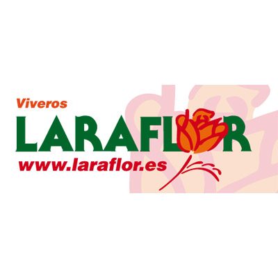 Laraflor